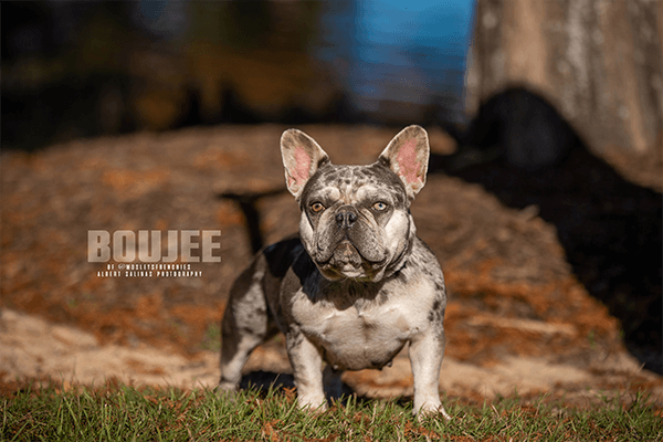 Mosley's Frenchies & Services LLC