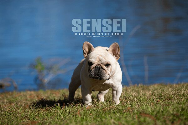 Mosley's Frenchies & Services LLC